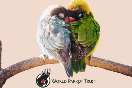 Joining the Effort to Protect Africa’s Lovebirds